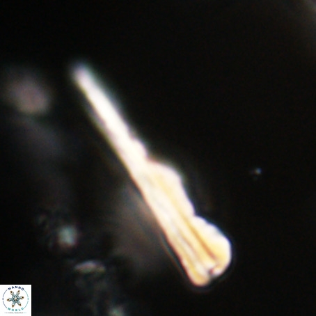 Pseudotriquetrorhabdulus stilus VR 31236