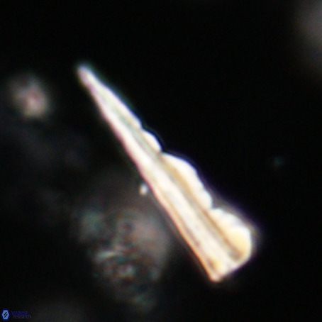 Pseudotriquetrorhabdulus stilus VR 31237