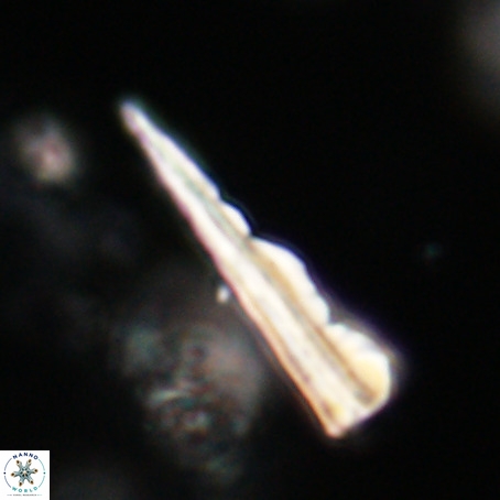 Pseudotriquetrorhabdulus stilus VR 31237