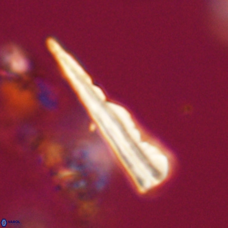 Pseudotriquetrorhabdulus stilus VR 31238