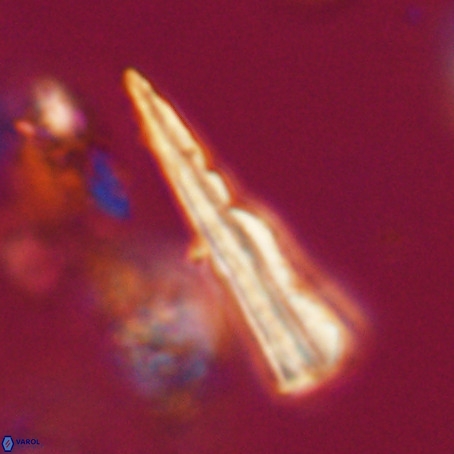 Pseudotriquetrorhabdulus stilus VR 31239