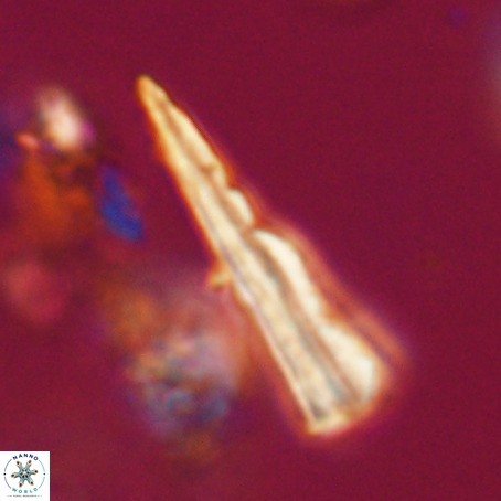 Pseudotriquetrorhabdulus stilus VR 31239
