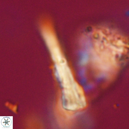 Pseudotriquetrorhabdulus stilus VR 31230