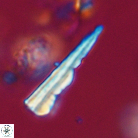 Pseudotriquetrorhabdulus stilus VR 31231