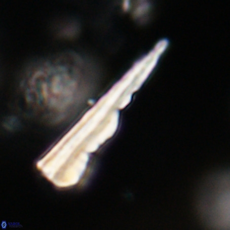 Pseudotriquetrorhabdulus stilus VR 31232