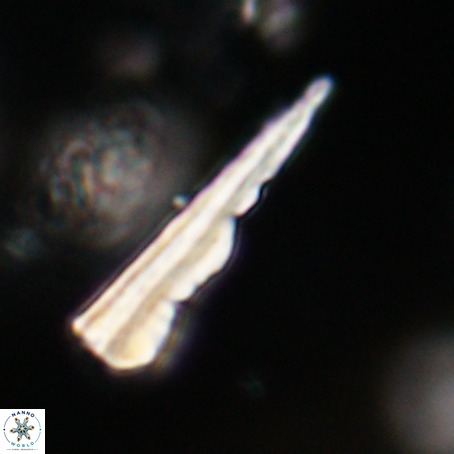 Pseudotriquetrorhabdulus stilus VR 31232