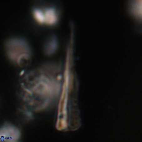 Pseudotriquetrorhabdulus stilus VR 31233
