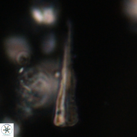 Pseudotriquetrorhabdulus stilus VR 31233