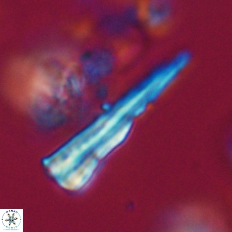 Pseudotriquetrorhabdulus stilus VR 31244