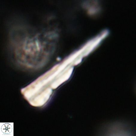 Pseudotriquetrorhabdulus stilus VR 31245