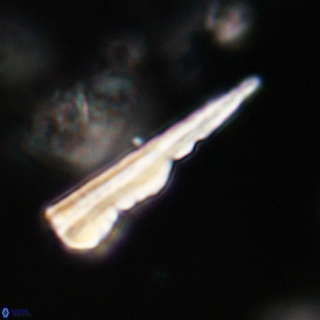 Pseudotriquetrorhabdulus stilus VR 31246