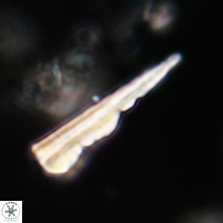 Pseudotriquetrorhabdulus stilus VR 31246