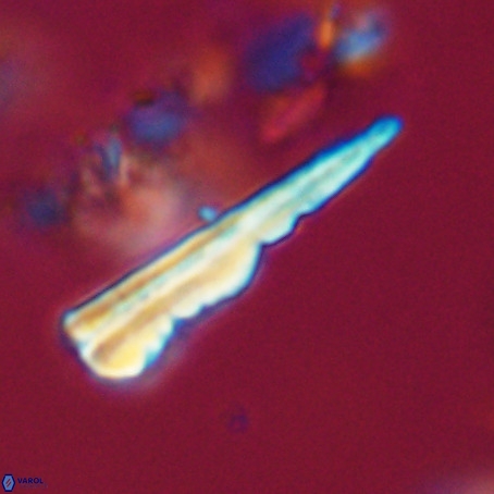 Pseudotriquetrorhabdulus stilus VR 31247