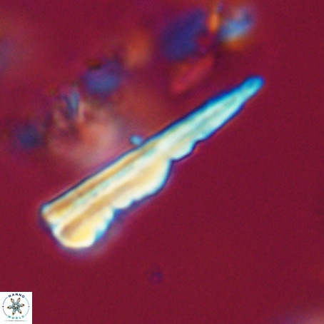 Pseudotriquetrorhabdulus stilus VR 31247