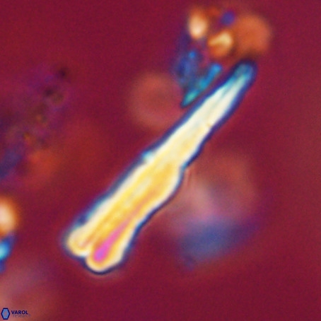 Pseudotriquetrorhabdulus stilus VR 31248