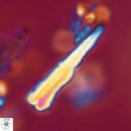 Pseudotriquetrorhabdulus stilus VR 31248
