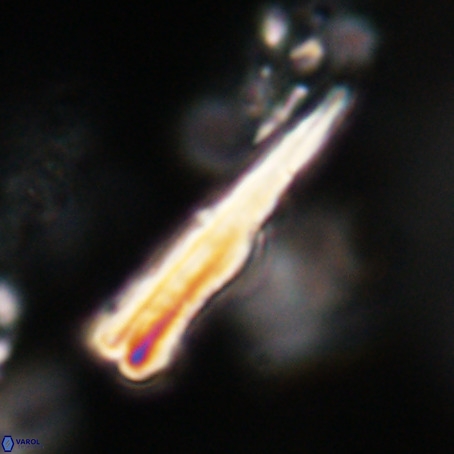 Pseudotriquetrorhabdulus stilus VR 31249