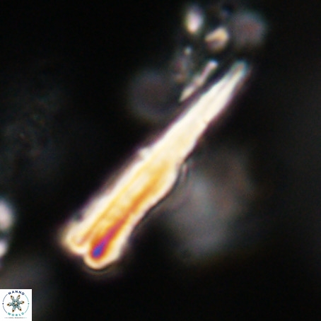 Pseudotriquetrorhabdulus stilus VR 31249
