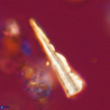 Pseudotriquetrorhabdulus stilus VR 31240