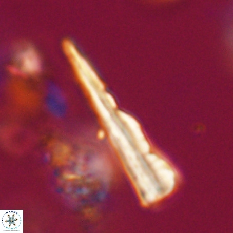 Pseudotriquetrorhabdulus stilus VR 31240