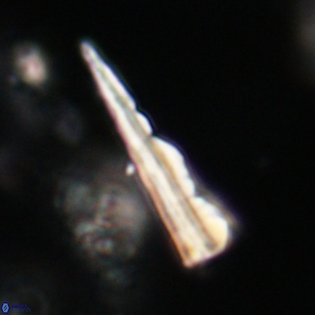 Pseudotriquetrorhabdulus stilus VR 31241