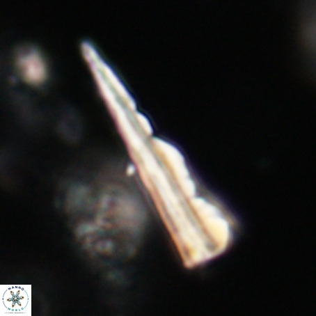 Pseudotriquetrorhabdulus stilus VR 31241