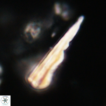 Pseudotriquetrorhabdulus stilus VR 31242