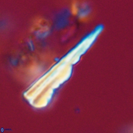 Pseudotriquetrorhabdulus stilus VR 31243