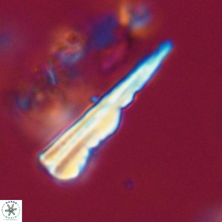 Pseudotriquetrorhabdulus stilus VR 31243