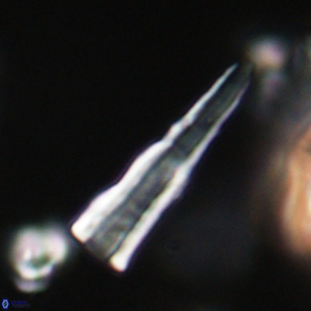 Pseudotriquetrorhabdulus stilus VR 31254