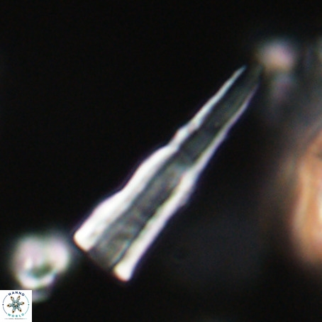 Pseudotriquetrorhabdulus stilus VR 31254