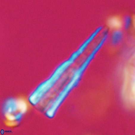Pseudotriquetrorhabdulus stilus VR 31255
