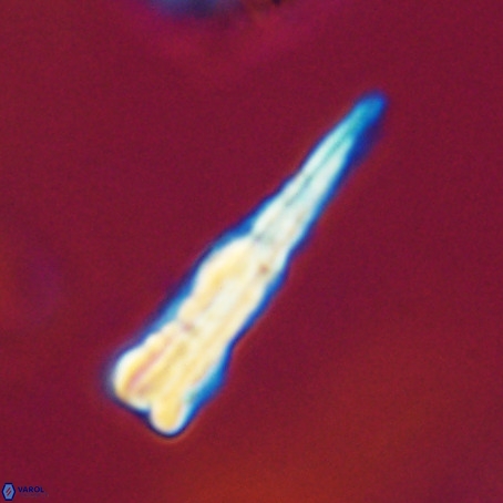Pseudotriquetrorhabdulus stilus VR 31256
