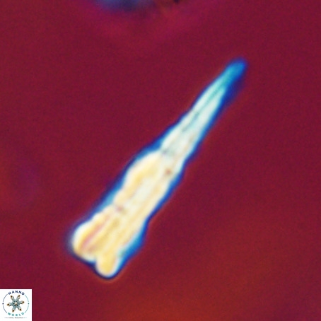 Pseudotriquetrorhabdulus stilus VR 31256