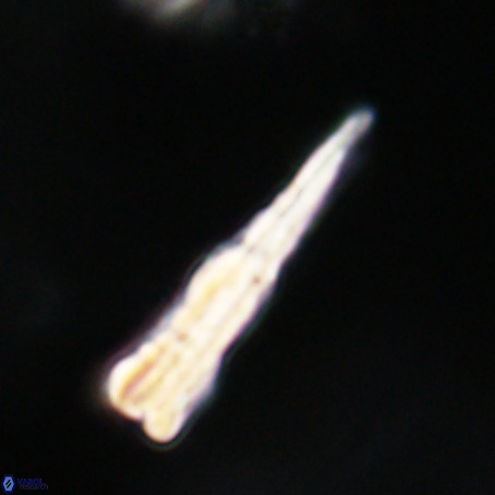 Pseudotriquetrorhabdulus stilus VR 31257