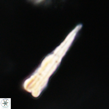Pseudotriquetrorhabdulus stilus VR 31257