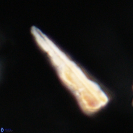 Pseudotriquetrorhabdulus stilus VR 31258