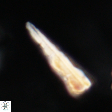Pseudotriquetrorhabdulus stilus VR 31258