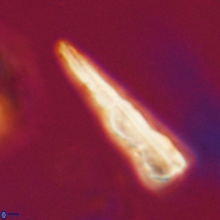 Pseudotriquetrorhabdulus stilus VR 31259