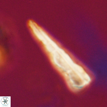 Pseudotriquetrorhabdulus stilus VR 31259