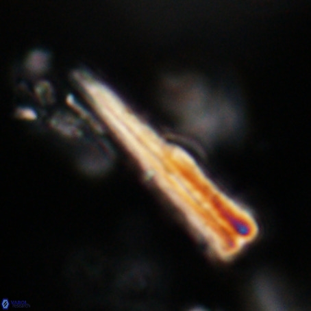 Pseudotriquetrorhabdulus stilus VR 31250