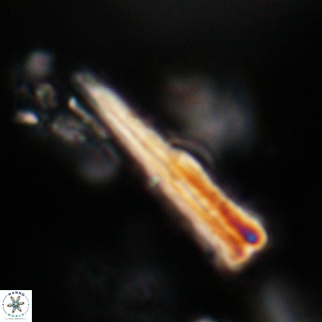 Pseudotriquetrorhabdulus stilus VR 31250