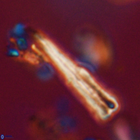 Pseudotriquetrorhabdulus stilus VR 31251