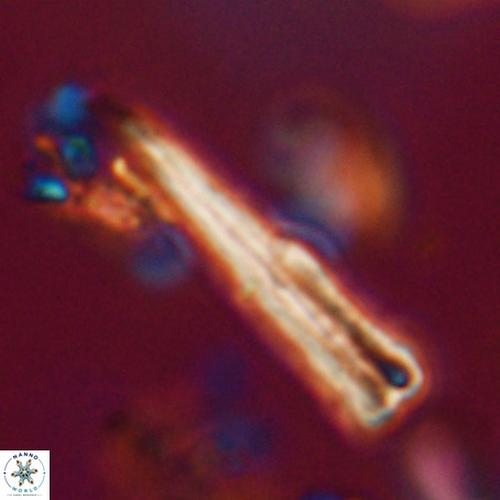 Pseudotriquetrorhabdulus stilus VR 31251