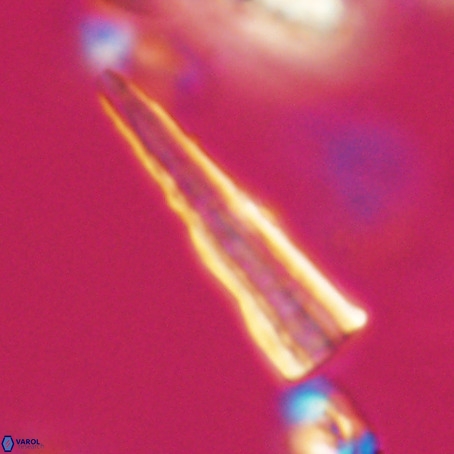 Pseudotriquetrorhabdulus stilus VR 31252