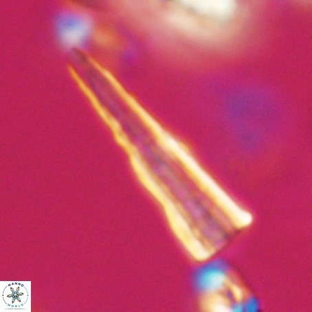Pseudotriquetrorhabdulus stilus VR 31252