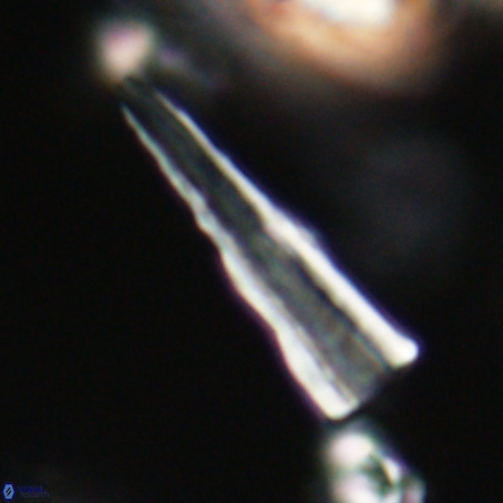 Pseudotriquetrorhabdulus stilus VR 31253