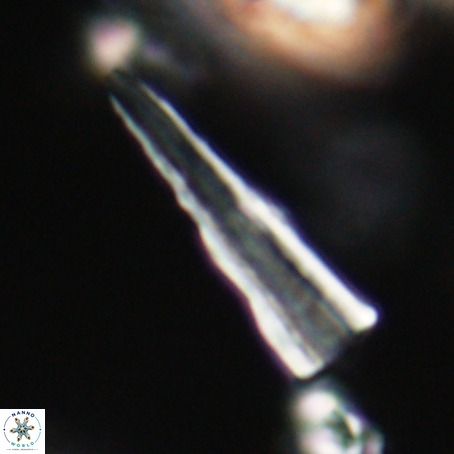 Pseudotriquetrorhabdulus stilus VR 31253