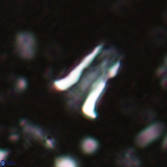 Pseudoblackites evrys VR 025246