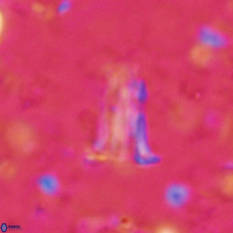 Pseudoblackites evrys VR 025248